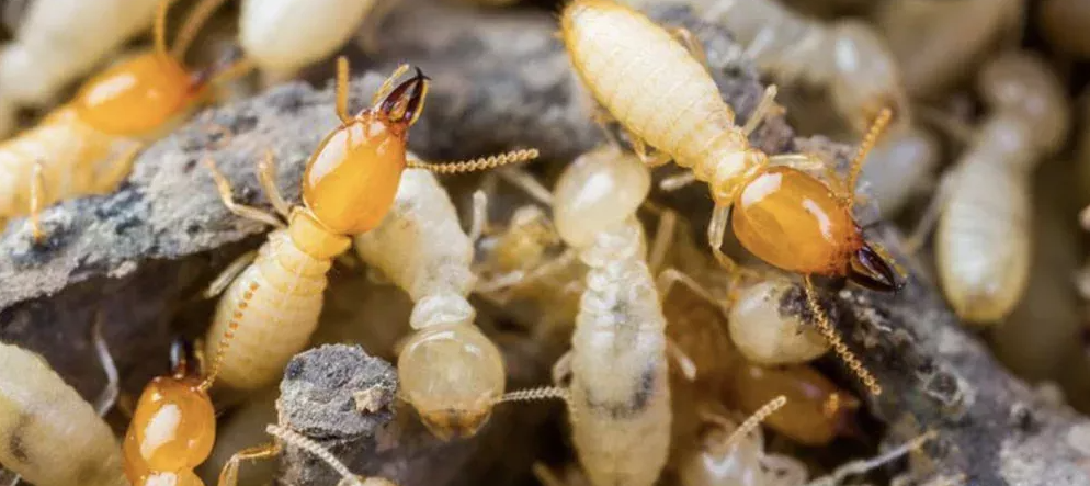 insect eat wooden called as termite